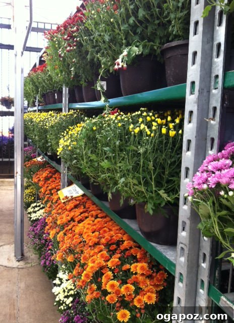 Colored Mums Colorful mums arranged beautifully, signaling the start of autumn and fall decorations