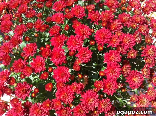red mums Vibrant red mums in full bloom, a classic autumn flower choice for garden and patio