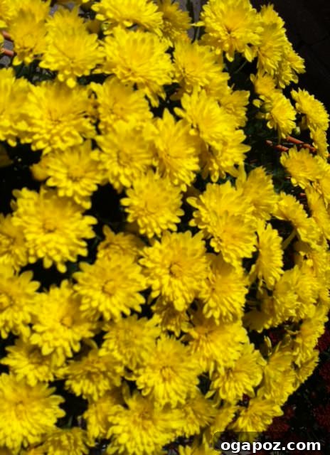 mums yellow Bright yellow mums, bringing a cheerful pop of color to the autumn landscape