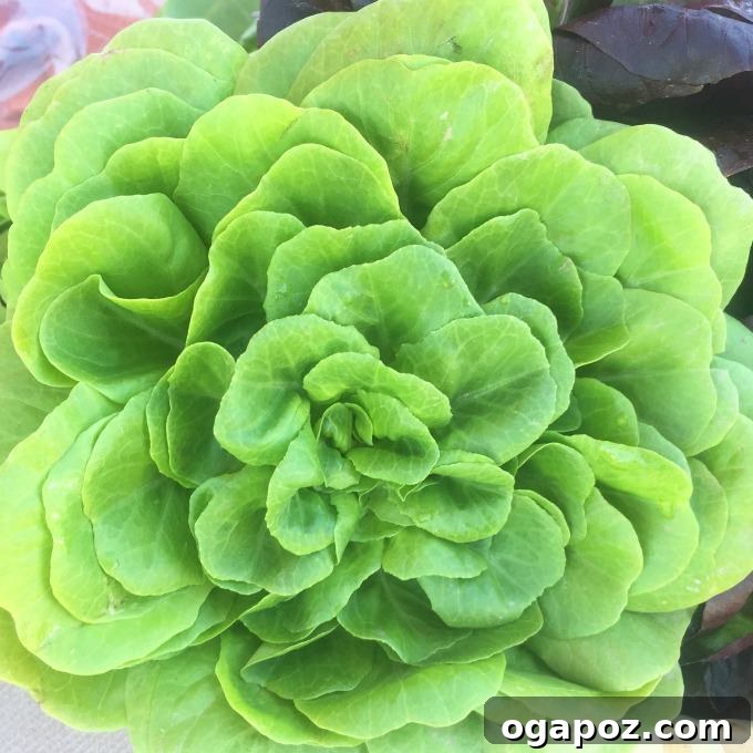 Set It and Forget It Salsa Verde Chicken Tacos 4 Fresh head of Butter Lettuce