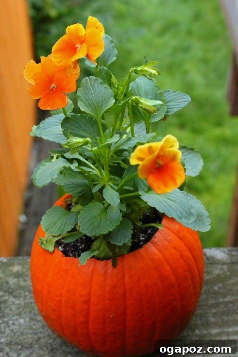 Pumpkin transformed into a decorative flower pot