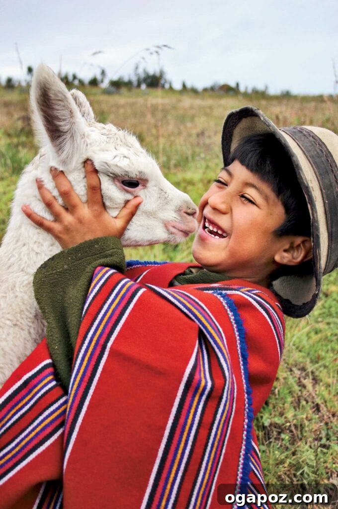 Give Back, Win Big: Our Holiday Season Giveaway 4 Alpacas graze in the paramo region of Guangaje, Ecuador, as part of a World Vision project. These animals, unlike others, do not damage the fragile ecosystem. Sponsored children from the Pujilí Guangaje ADP in Cotopaxi province are pictured, benefiting from sustainable livelihoods.