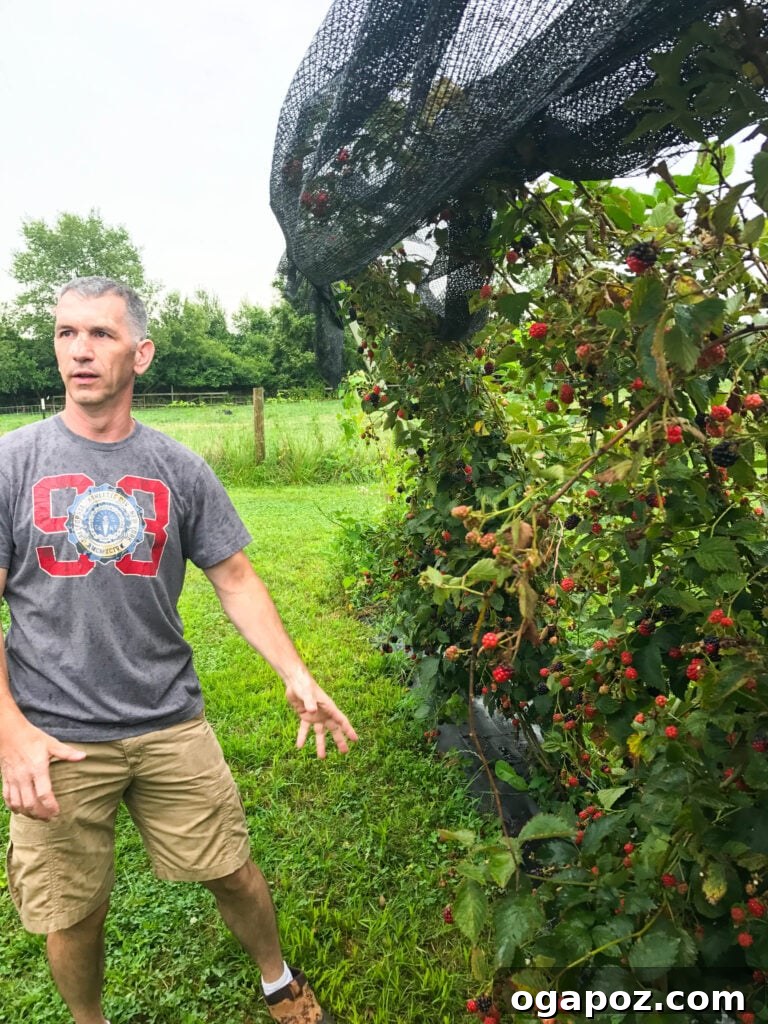 Butler County Weekend Escape 23 A person picking ripe organic blackberries at Indian Springs Berry Farm, highlighting the freshness and farm experience.