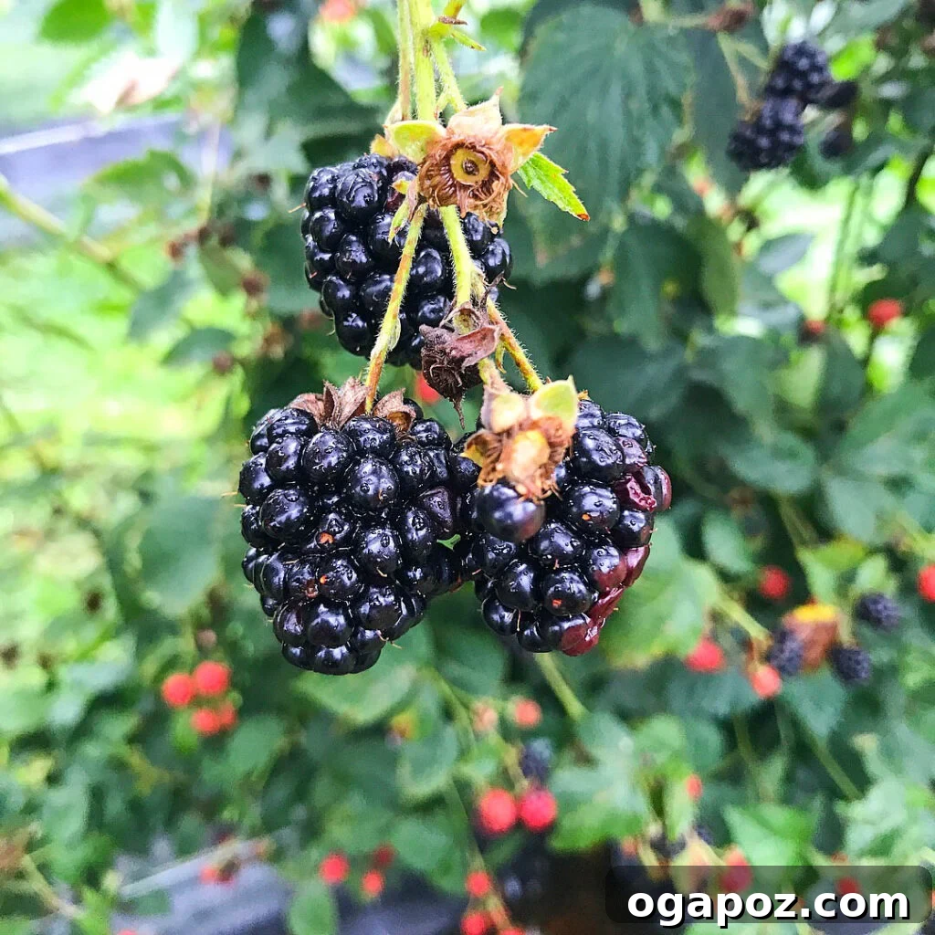 Butler County Weekend Escape 24 Lush rows of blackberry bushes at Indian Springs Berry Farm, ready for picking.