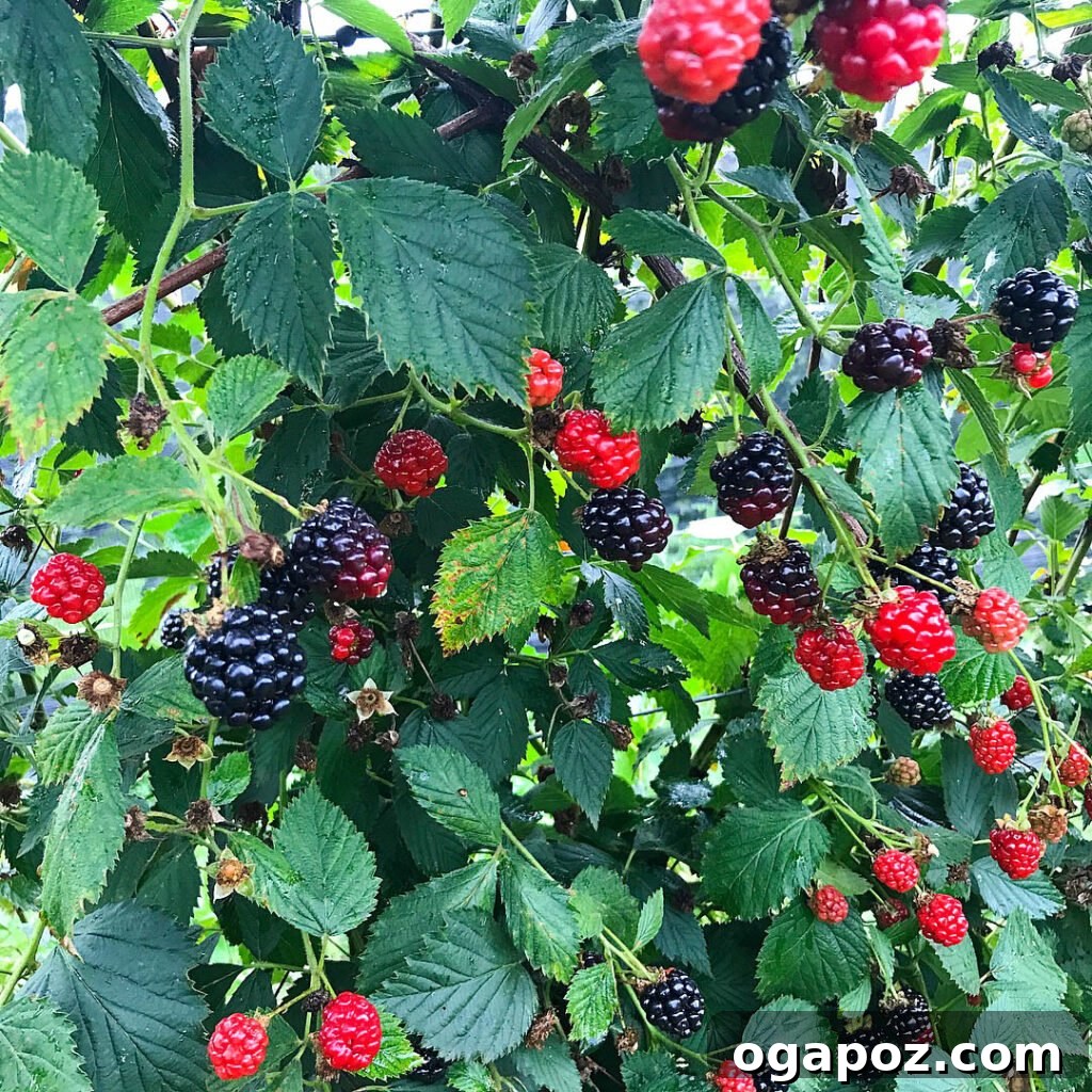 Butler County Weekend Escape 25 Close-up of ripe, dark blackberries on the bush, showing their organic quality.