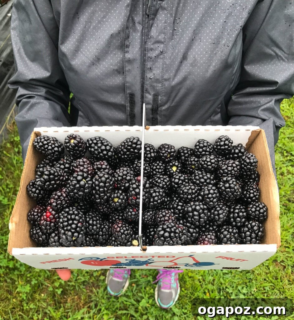 Butler County Weekend Escape 26 A child enthusiastically picking berries at Indian Springs Berry Farm, demonstrating a family-friendly activity.