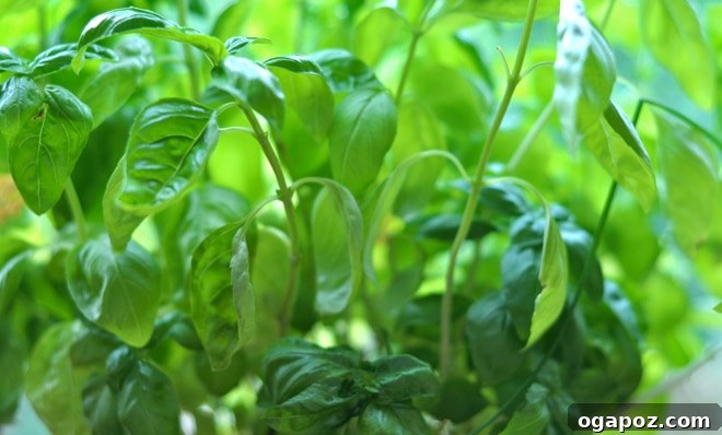 Garden Fresh Basil Pesto 3 A basil plant showing early signs of flowering with small white buds emerging from the top.