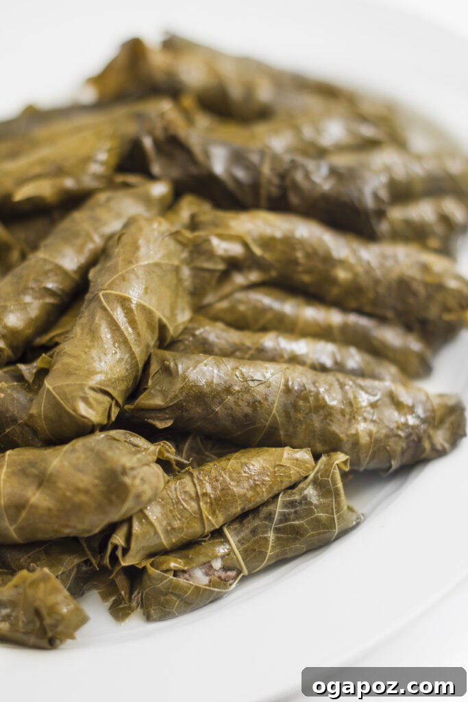 Savory Vine Leaf Rolls 2 Delicious Meat Stuffed Grape Leaves ready to be served, a traditional Lebanese and Syrian dish.
