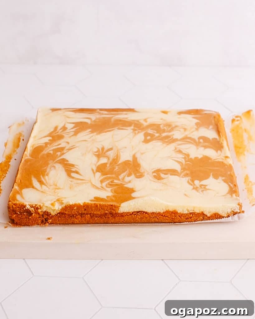 A full pan of baked and cooled pumpkin cheesecake bars with a beautiful marbled swirl, ready for slicing and serving.