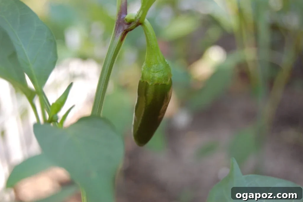 Jalapeño for Chili Fresh jalapeño peppers, ready to add a kick to your slow cooker chili.