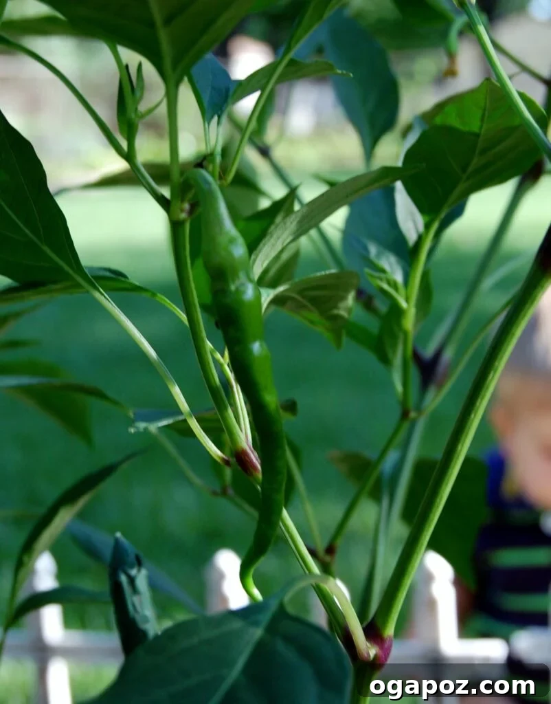 Serrano Peppers for Chili Serrano peppers, offering a hotter spice profile for vegetarian chili.