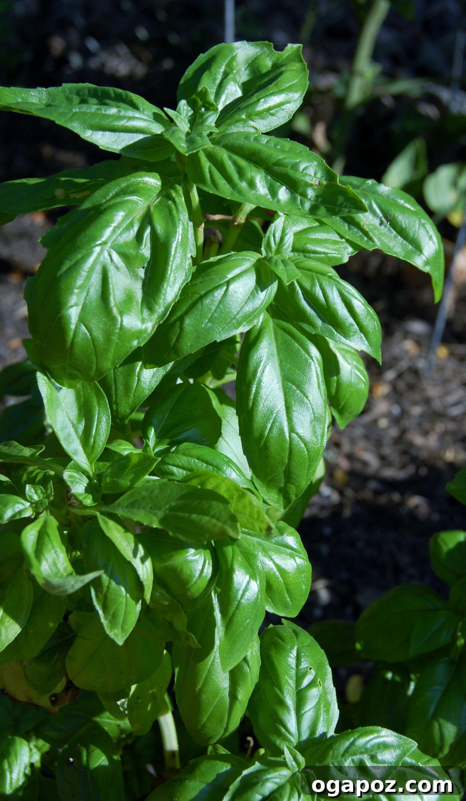 Fresh Basil Fresh basil leaves, adding a fragrant and herbaceous note to the slow cooker chickpea chili.