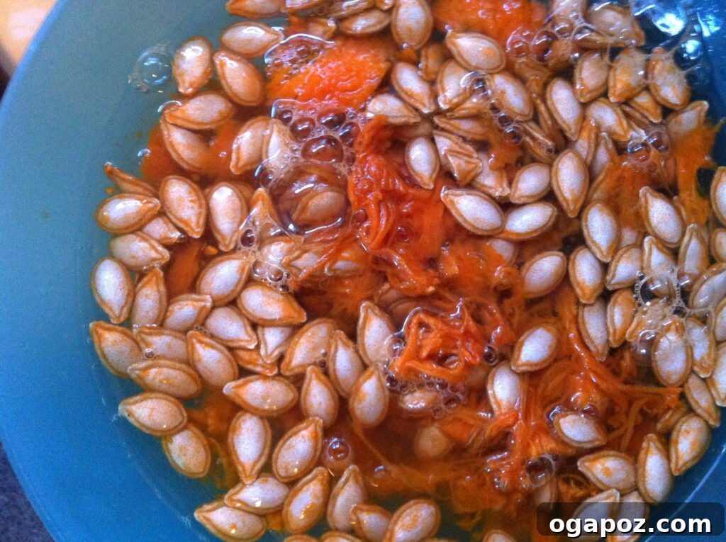 Rinsing Butternut Squash Seeds Butternut squash seeds being rinsed in a colander