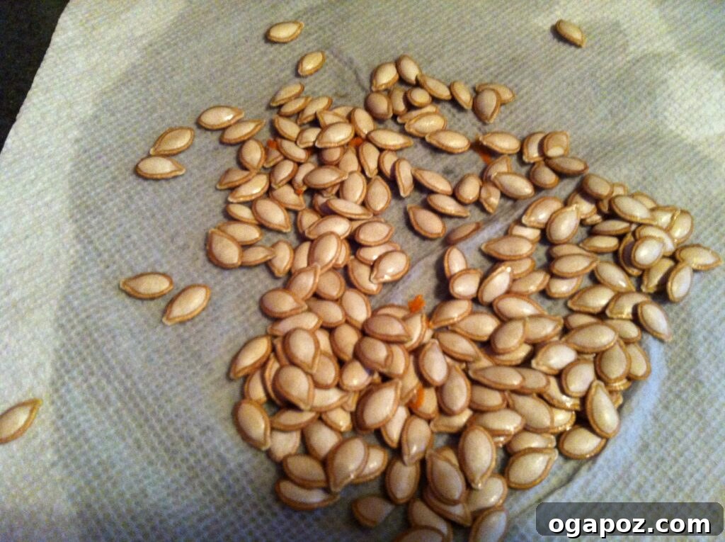 Dried Butternut Squash Seeds Cleaned butternut squash seeds laid out on paper towels to dry