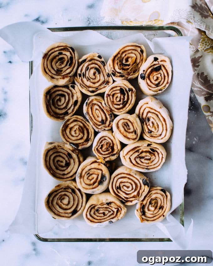 Sweet Cinnamon Swirls with Raisins 9 Freshly baked cinnamon rolls, golden brown and perfectly risen, cooling in a baking pan.
