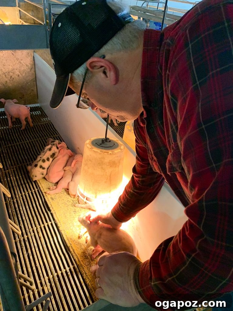 Homemade Barbecue Sauce: An Ohio Hog Farm Adventure 5 Piglets in a farrowing pen
