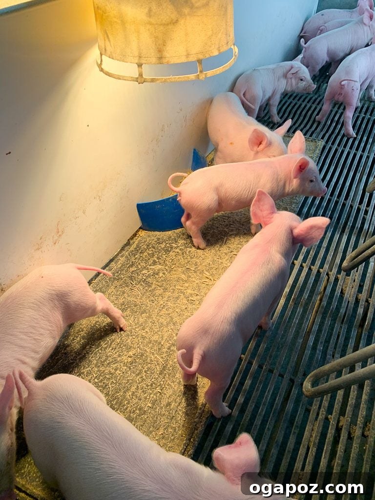 Homemade Barbecue Sauce: An Ohio Hog Farm Adventure 6 Close-up of a tiny piglet