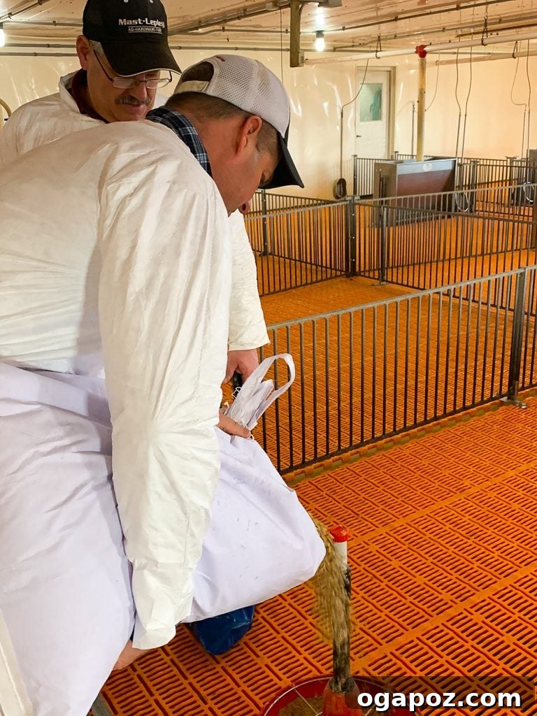 Homemade Barbecue Sauce: An Ohio Hog Farm Adventure 7 Energetic piglets playing in a nursery barn