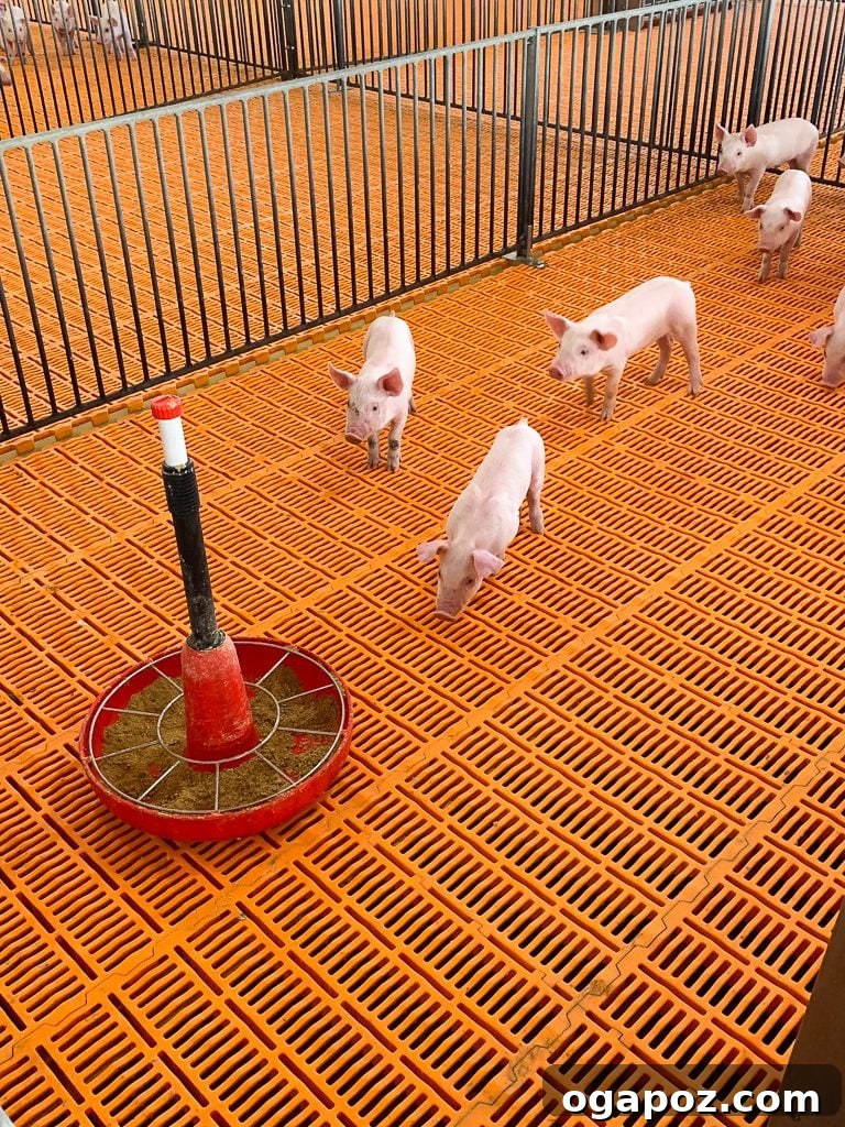 Homemade Barbecue Sauce: An Ohio Hog Farm Adventure 8 Ventilation system inside a pig barn
