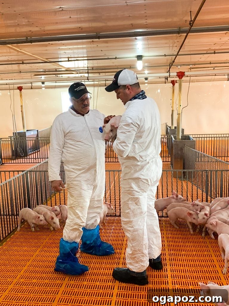 Homemade Barbecue Sauce: An Ohio Hog Farm Adventure 9 Modern, clean interior of a hog barn