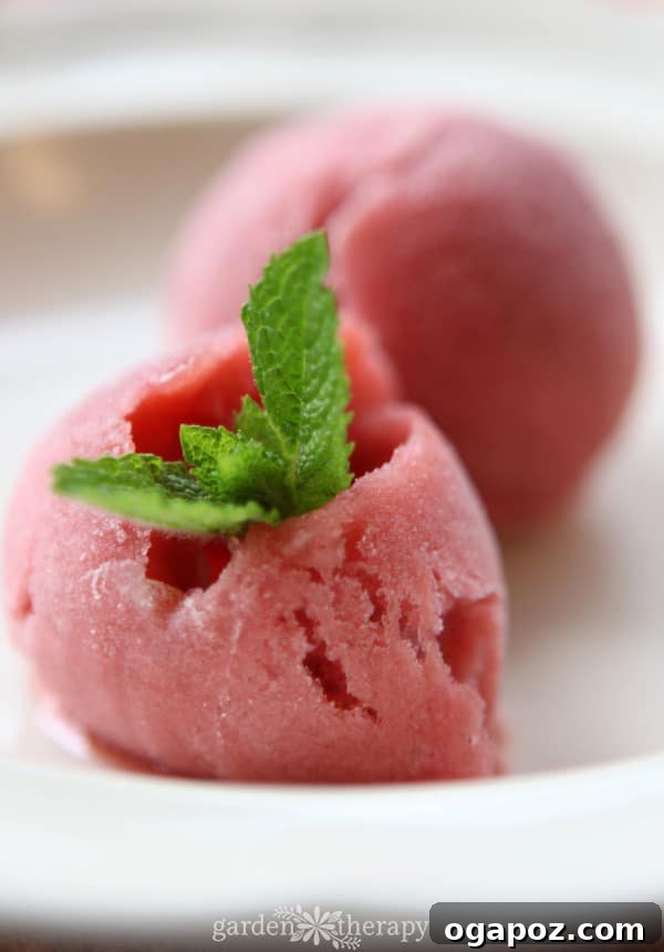 Our Go-To Easy Rhubarb Recipes 21 Scoops of delicate pink rhubarb sorbet in a bowl, garnished with a fresh mint sprig.