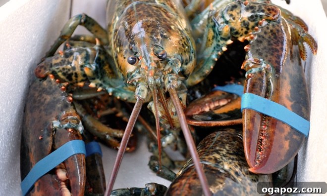 Luxurious Lobster Pasta with White Wine Cream Sauce 7 A vibrant live lobster awaiting preparation for cooking.