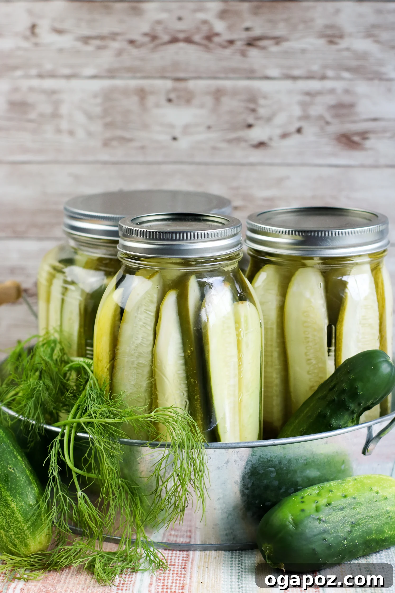 Easy No-Cook Dill Pickles 2 Refrigerator Dill Pickles in a jar, showcasing their crisp green color and fresh dill sprigs.