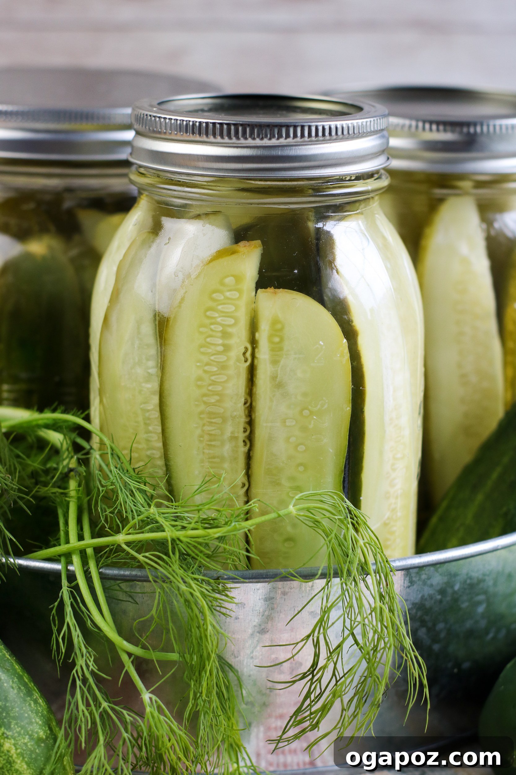 Easy No-Cook Dill Pickles 7 Multiple jars of refrigerator dill pickles lined up, ready for the fridge.