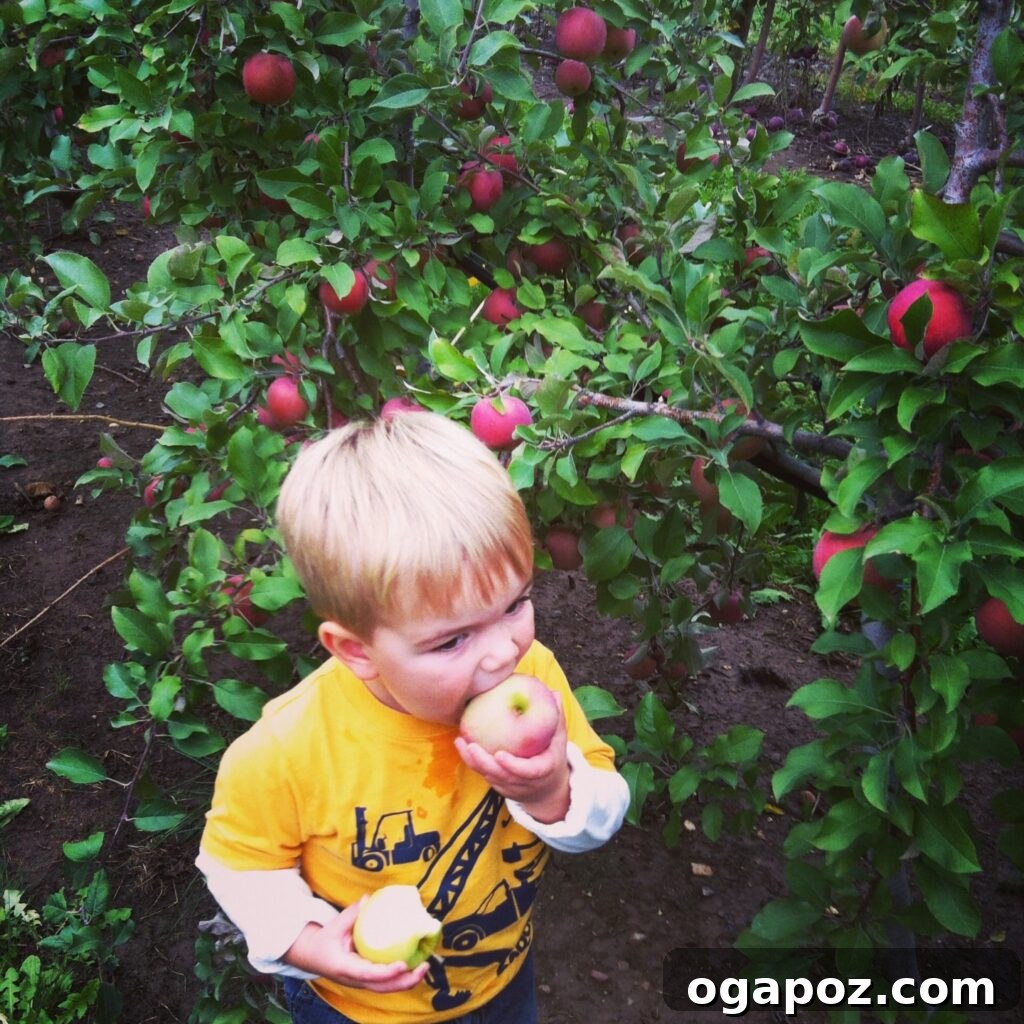 Velvet Cinnamon Blueberry Yogurt Muffins 3 Joyful family apple picking in a scenic Wisconsin orchard on a beautiful fall day