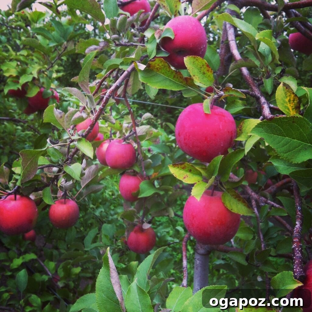 Velvet Cinnamon Blueberry Yogurt Muffins 4 A young child's hand reaching for a ripe apple on the tree during a family outing