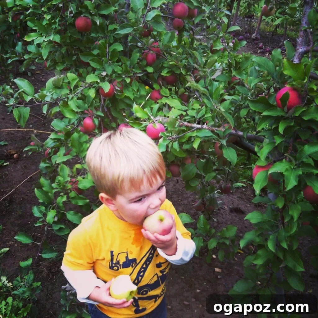 Warm Apple Crumble 2 A young boy happily apple picking in an orchard for making apple crisp.